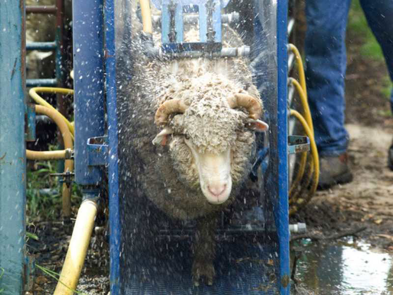 sheep-img